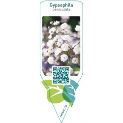Gypsophila paniculata  white