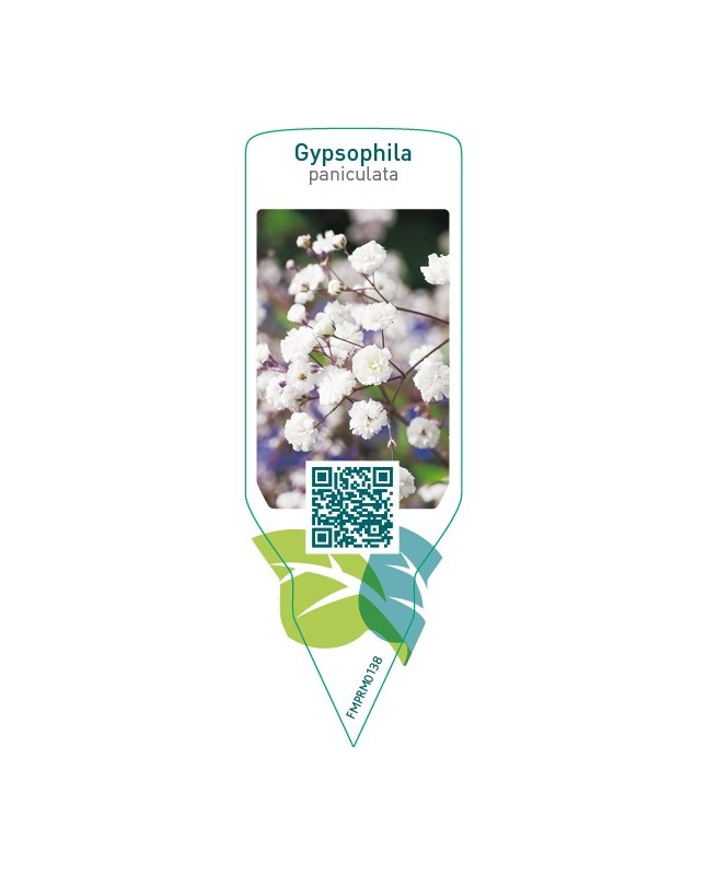 Gypsophila paniculata  white