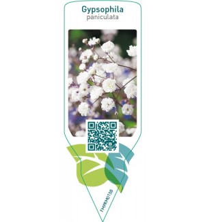 Etiquetas de Gypsophila paniculata  white *