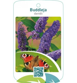 Buddleja davidii  blauw