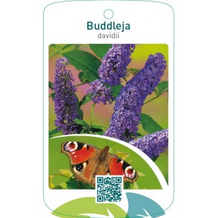 Buddleja davidii  blauw