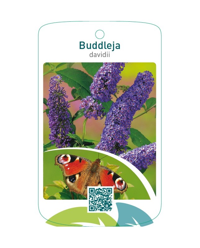 Buddleja davidii  blauw