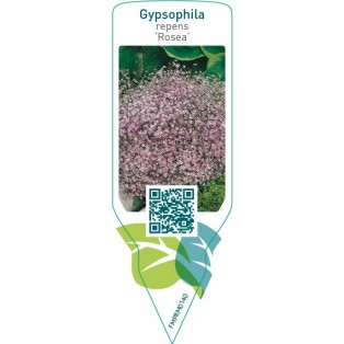 Gypsophila repens ‘Rosea’