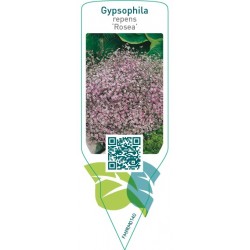 Gypsophila repens ‘Rosea’