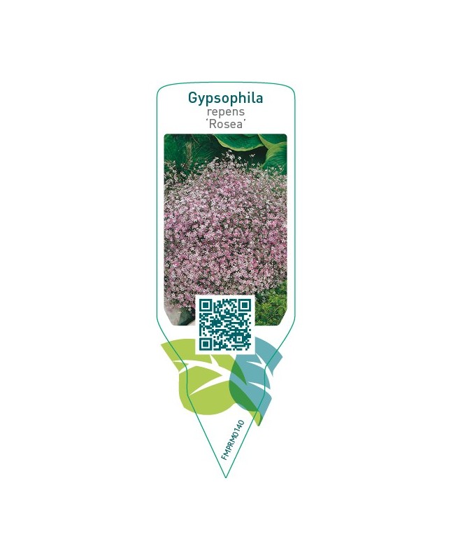 Gypsophila repens ‘Rosea’
