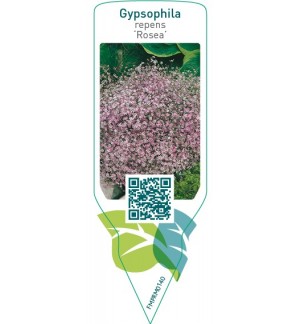 Etichette di Gypsophila repens ‘Rosea’ *