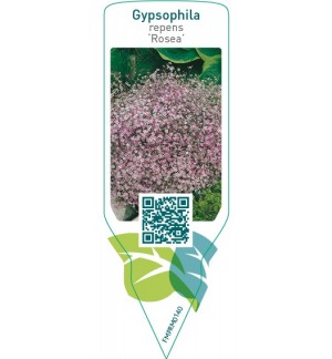 Etiquetas de Gypsophila repens ‘Rosea’ *