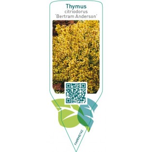Thymus citriodorus ‘Bertram Anderson’