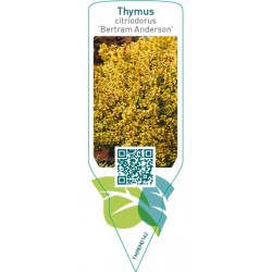 Thymus citriodorus ‘Bertram Anderson’