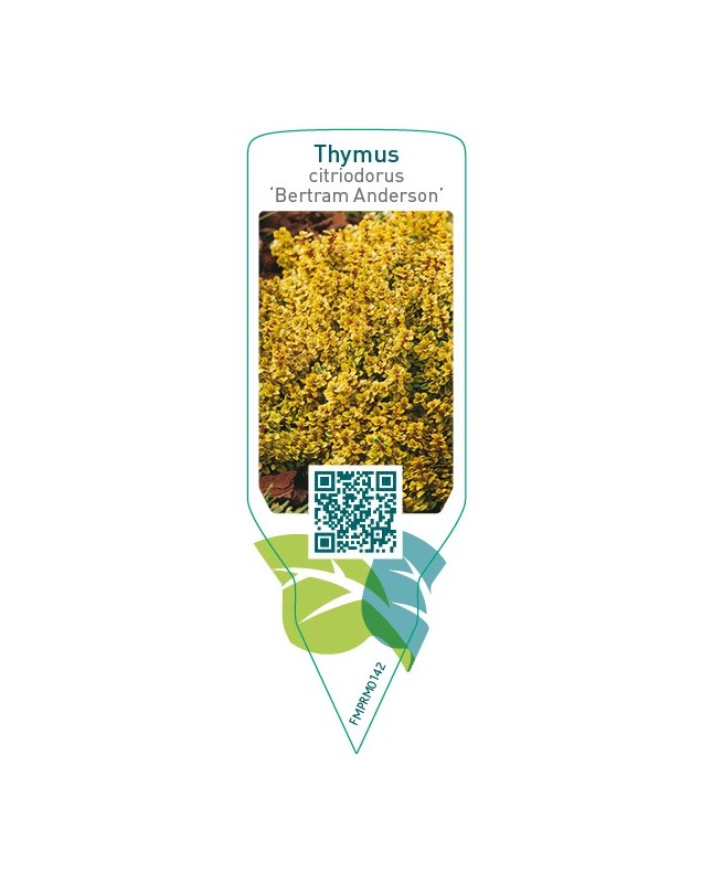 Thymus citriodorus ‘Bertram Anderson’