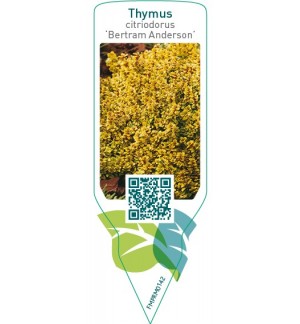Etiquetas de Thymus citriodorus ‘Bertram Anderson’ *