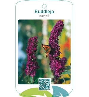 Buddleja davidii  paars