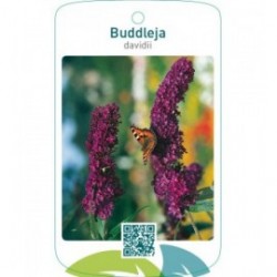 Buddleja davidii  paars