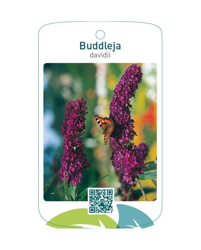 Buddleja davidii  paars