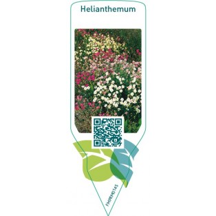 Helianthemum  mix