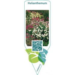 Helianthemum  mix