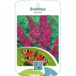 Buddleja davidii  rood