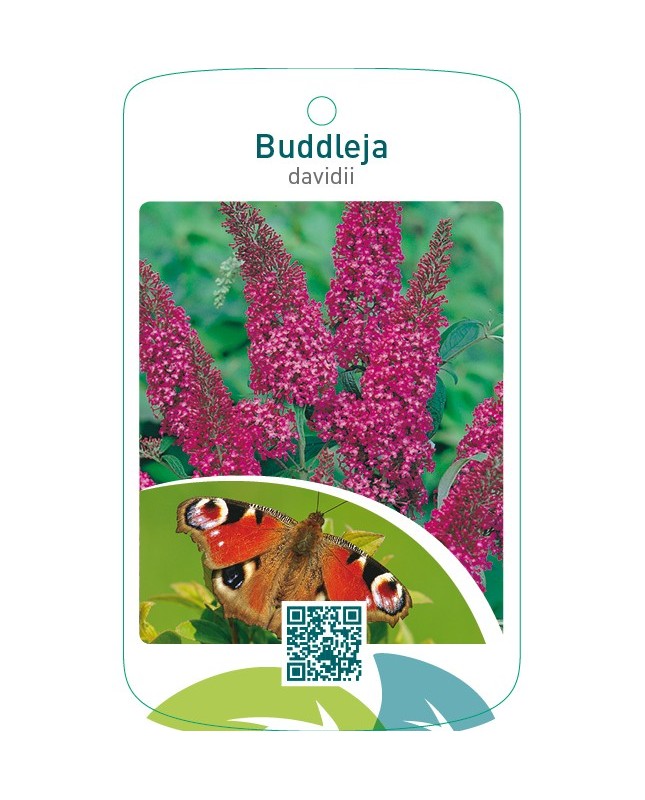 Buddleja davidii  rood