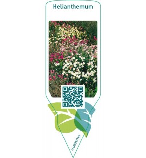 Etichette di Helianthemum  mix *