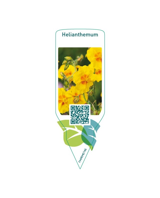 Helianthemum  yellow