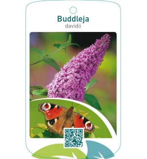 Buddleja davidii  roze
