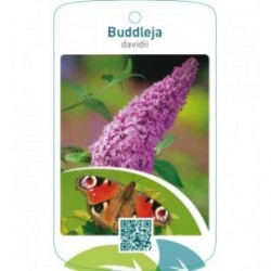 Buddleja davidii  roze