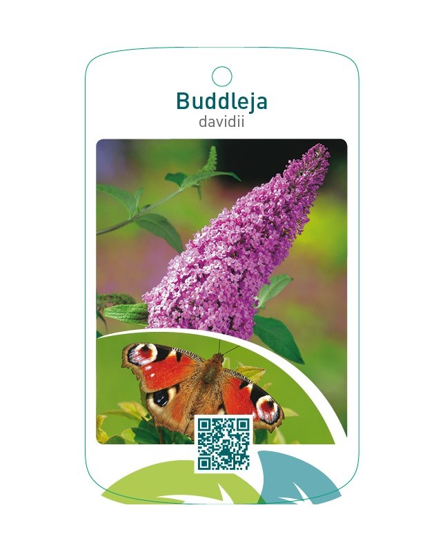 Buddleja davidii  roze