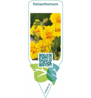 Etiquetas de Helianthemum  yellow  *