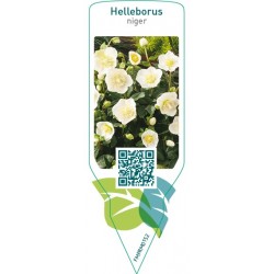 Helleborus niger