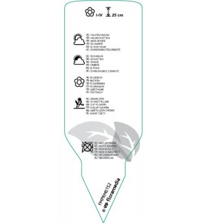 Etichette di Helleborus niger *