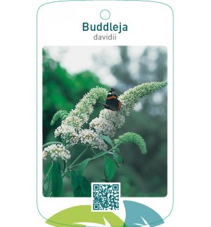 Buddleja davidii  wit