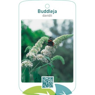 Buddleja davidii  wit