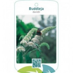 Buddleja davidii  wit