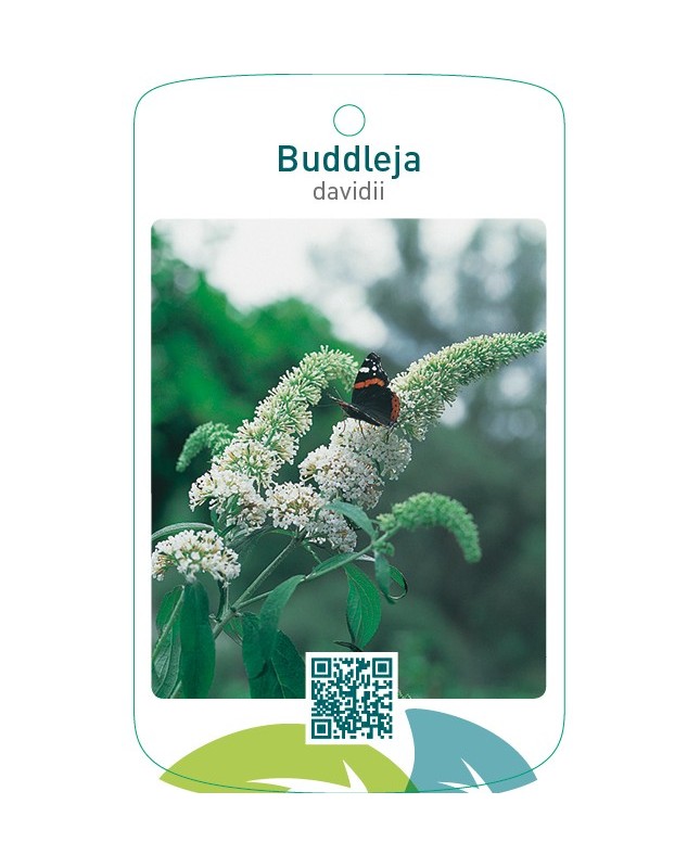 Buddleja davidii  wit