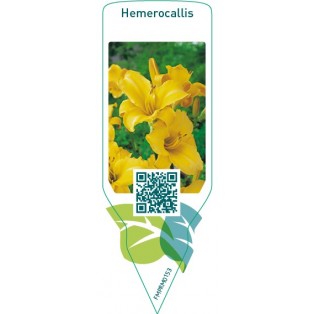 Hemerocallis  yellow
