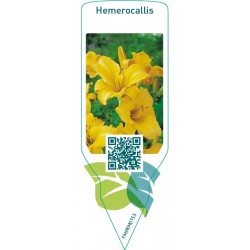 Hemerocallis  yellow