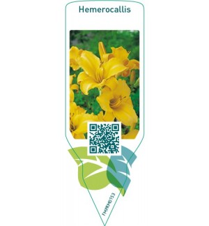 Etiquetas de Hemerocallis  yellow *