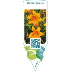 Hemerocallis  orange