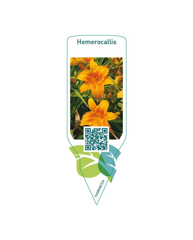 Hemerocallis  orange