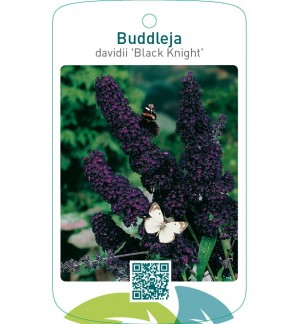 Buddleja davidii ‘Black Knight’