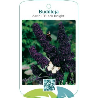 Buddleja davidii ‘Black Knight’