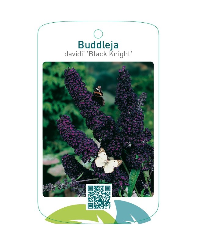 Buddleja davidii ‘Black Knight’