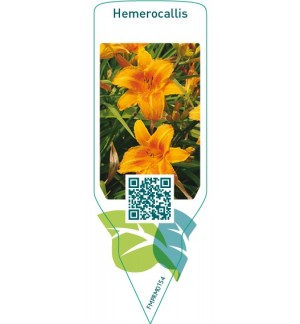 Etiquetas de Hemerocallis  orange *