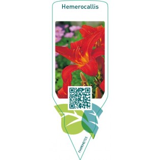 Hemerocallis  red