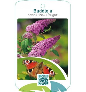Buddleja davidii ‘Pink Delight’