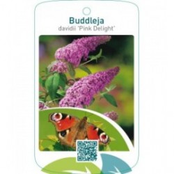 Buddleja davidii ‘Pink Delight’