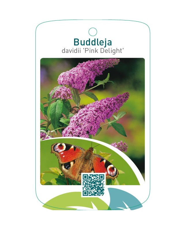 Buddleja davidii ‘Pink Delight’