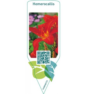 Etiquetas de Hemerocallis  red *