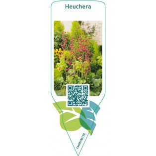 Heuchera  red