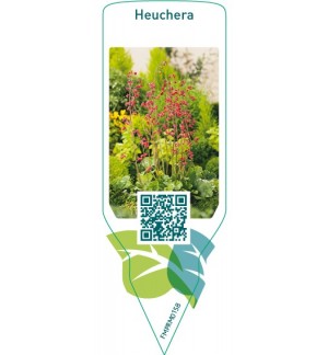 Etichette di Heuchera  red *